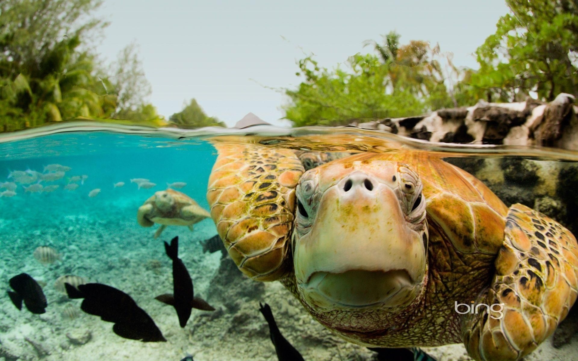 Рыбы морская черепаха. Морская черепаха. Симиланские острова черепахи. Красивые черепахи. Водные обитатели.