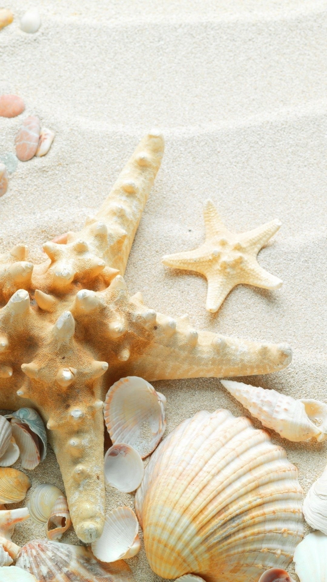 10 New Sea Shell Wall Paper FULL HD 1080p For PC Background