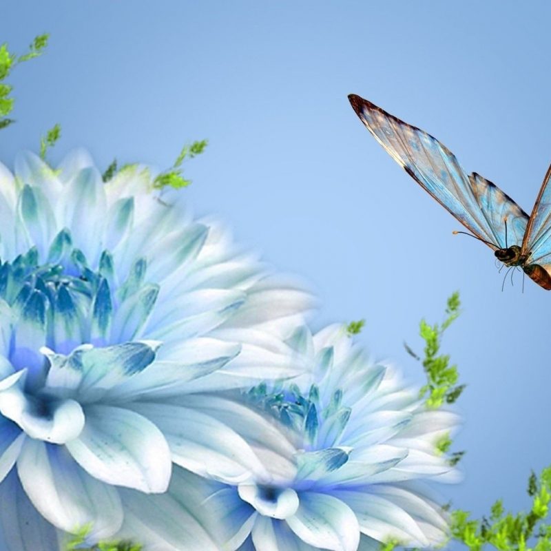 10 Most Popular Beautiful Wallpapers Of Butterflies FULL HD 1920×1080 For PC Desktop 2023 free download selection of the most beautiful butterfly wallpaper 800x800