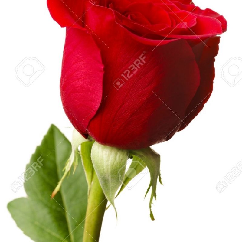 10 Latest Single Red Rose Images FULL HD 1920×1080 For PC Desktop 2022 free download single red rose closeup shot isolated on white background stock 800x800
