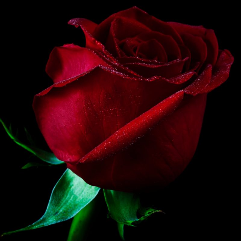 10 Top Dark Red Rose Wallpapers FULL HD 1080p For PC Desktop 2022 free download single red rose full hd wallpaper and background image 2560x1920 800x800