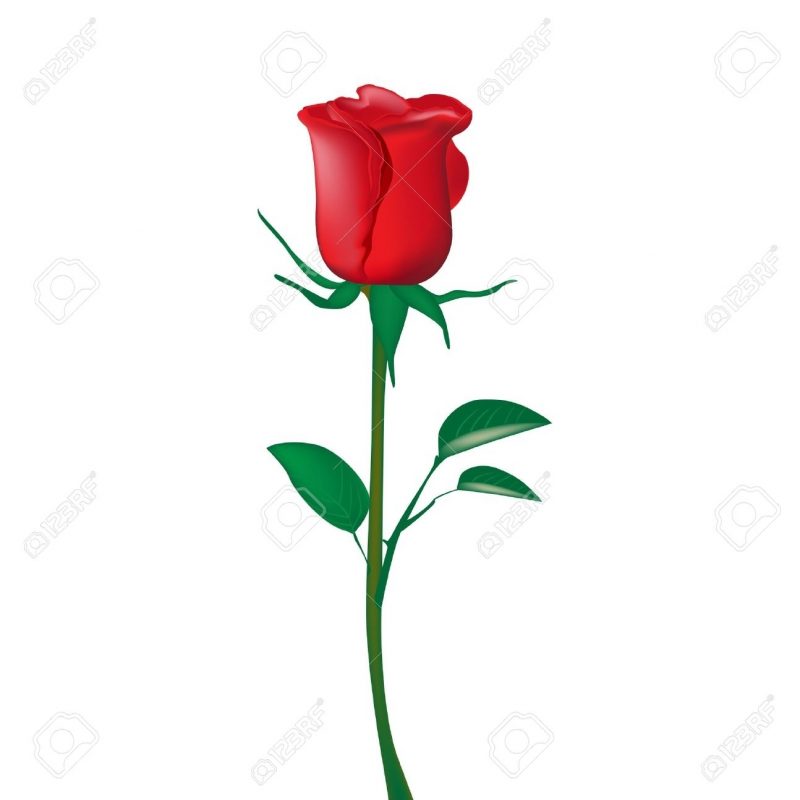 10 Latest Single Red Rose Images FULL HD 1920×1080 For PC Desktop 2024 free download single red rose isolated on white royalty free cliparts vectors 800x800