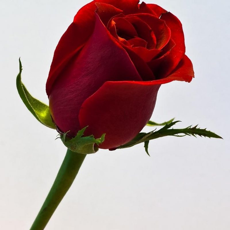 10 Latest Single Red Rose Images FULL HD 1920×1080 For PC Desktop 2024 free download single red rose nikonites gallery 800x800