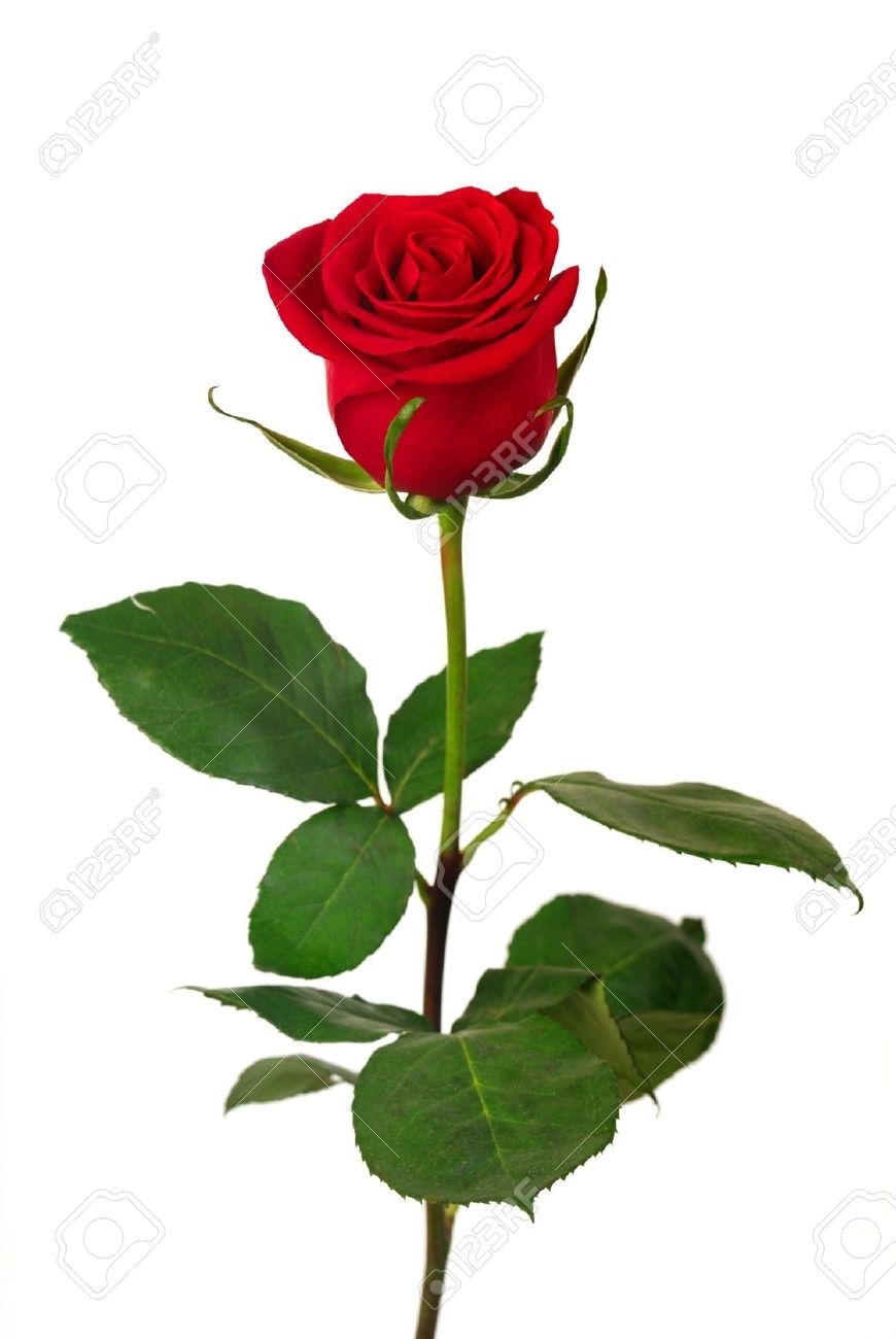 single red rose on a white background stock photo, picture and