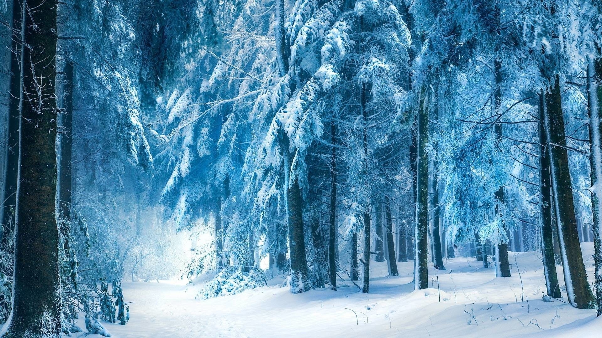 10 Best Snowy Dark Forest Wallpaper FULL HD 1080p For PC Background