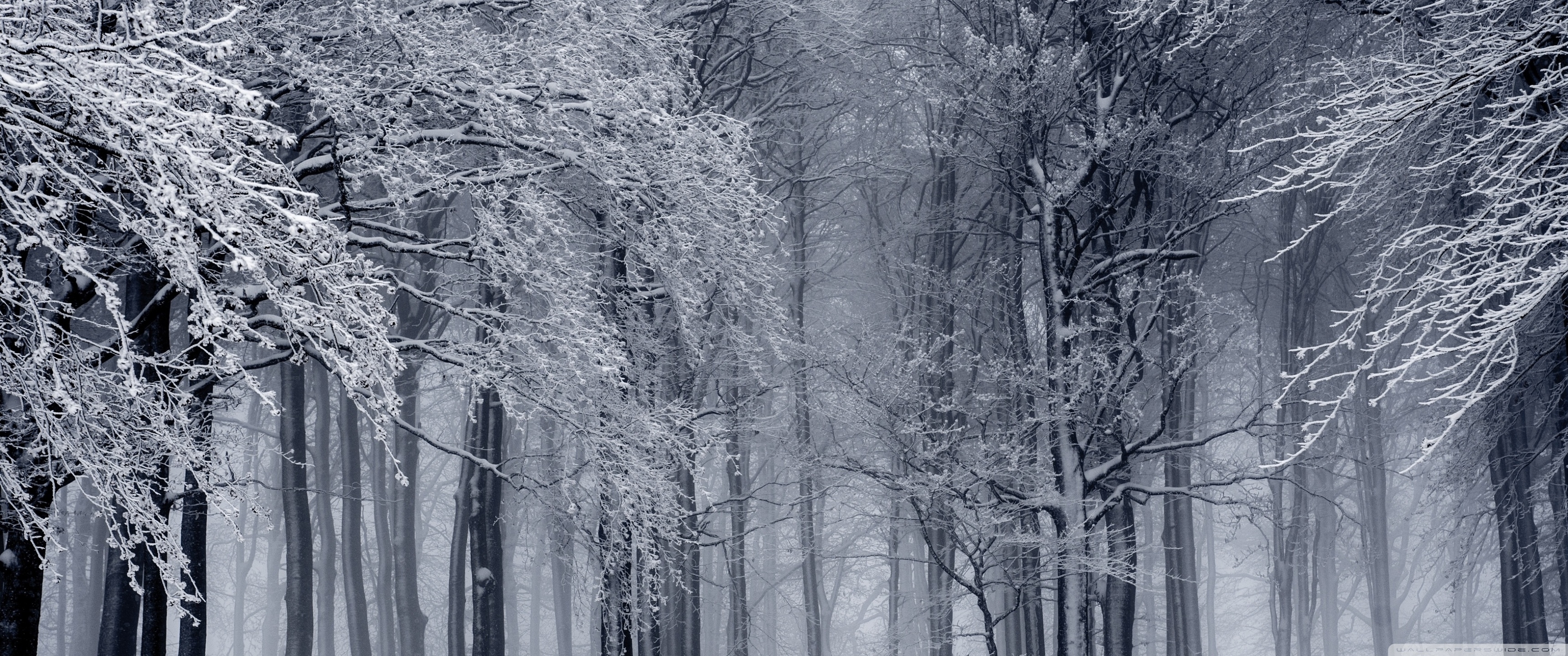 snowy forest, winter ❤ 4k hd desktop wallpaper for 4k ultra hd tv