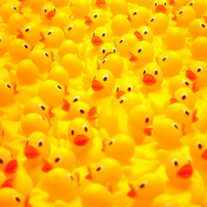 10 Top Rubber Duck Wall Paper FULL HD 1080p For PC Background 2022 free download so many ducks ducking hell as used here www inarow flickr 800x800