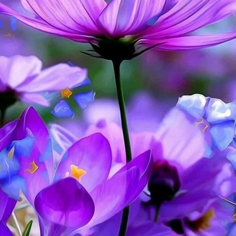 10 Latest Beautiful Purple Flowers Images FULL HD 1080p For PC Desktop 2022 free download soft beautiful picture of purple blue flowers nature 800x800
