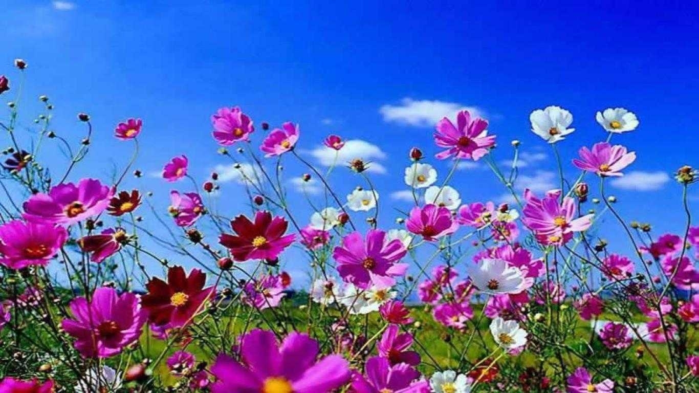 10 New Free Spring Backgrounds For Computer FULL HD 1920×1080 For PC Background