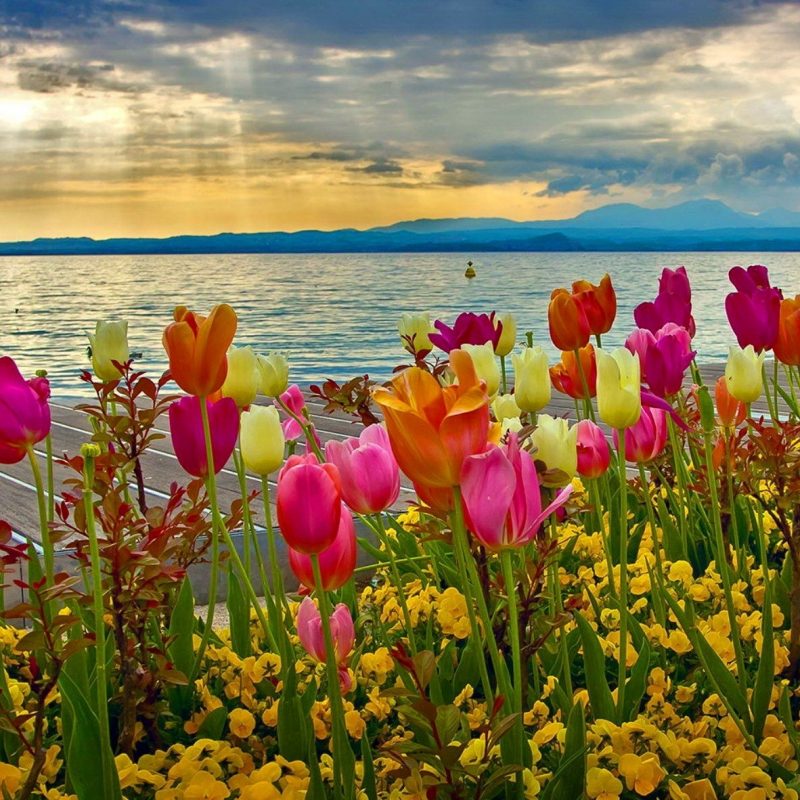 10 Most Popular Spring Wallpaper For Computers FULL HD 1080p For PC Desktop 2022 free download spring backgrounds for computer 52 images 800x800