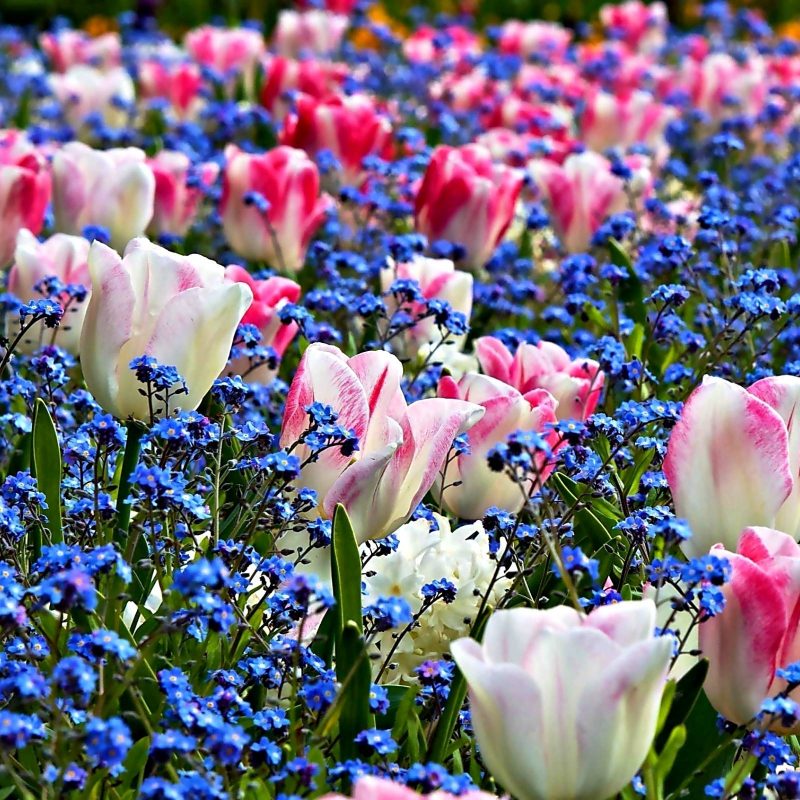 10 New Desktop Backgrounds Spring Flowers FULL HD 1080p For PC Background 2022 free download spring beauty colorful flowers wallpaper hd desktop background 800x800