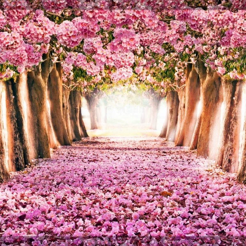 10 Most Popular Spring Wallpaper For Computers FULL HD 1080p For PC Desktop 2023 free download spring computer backgrounds c2b7e291a0 800x800