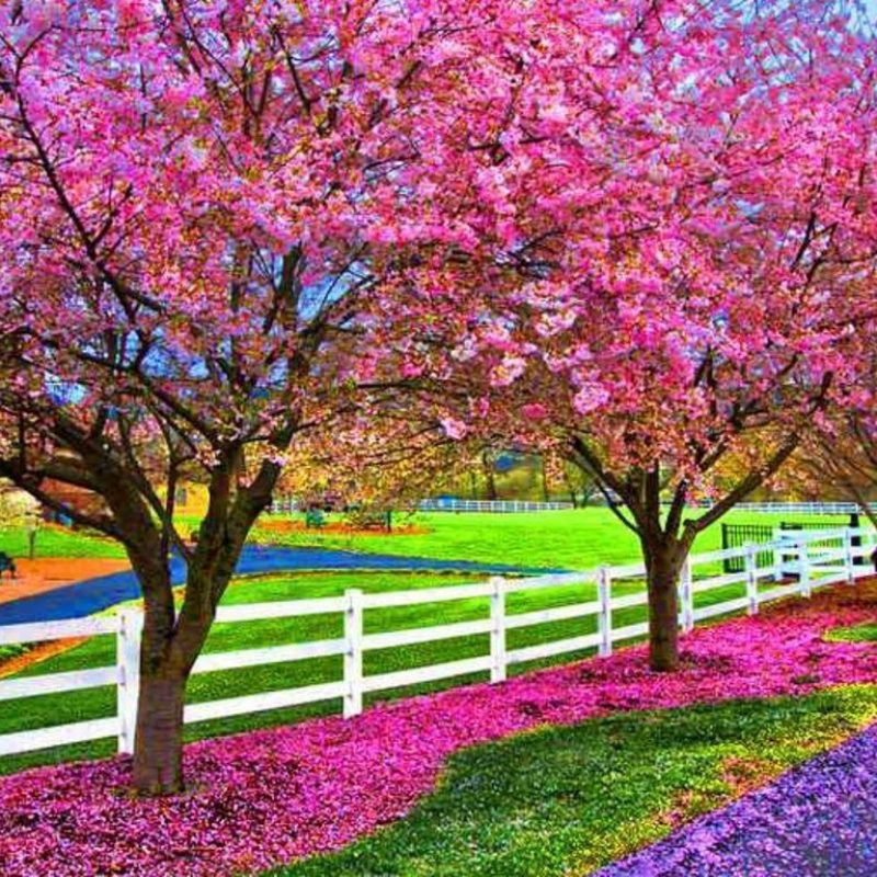 10 Best Springtime Wallpaper For Computer FULL HD 1920×1080 For PC Background 2024 free download spring computer backgrounds group 83 800x800