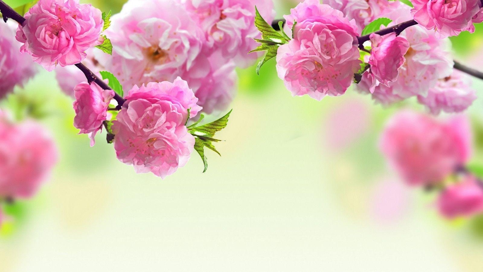 10 New Spring Flowers Background Desktop FULL HD 1920×1080 For PC Desktop