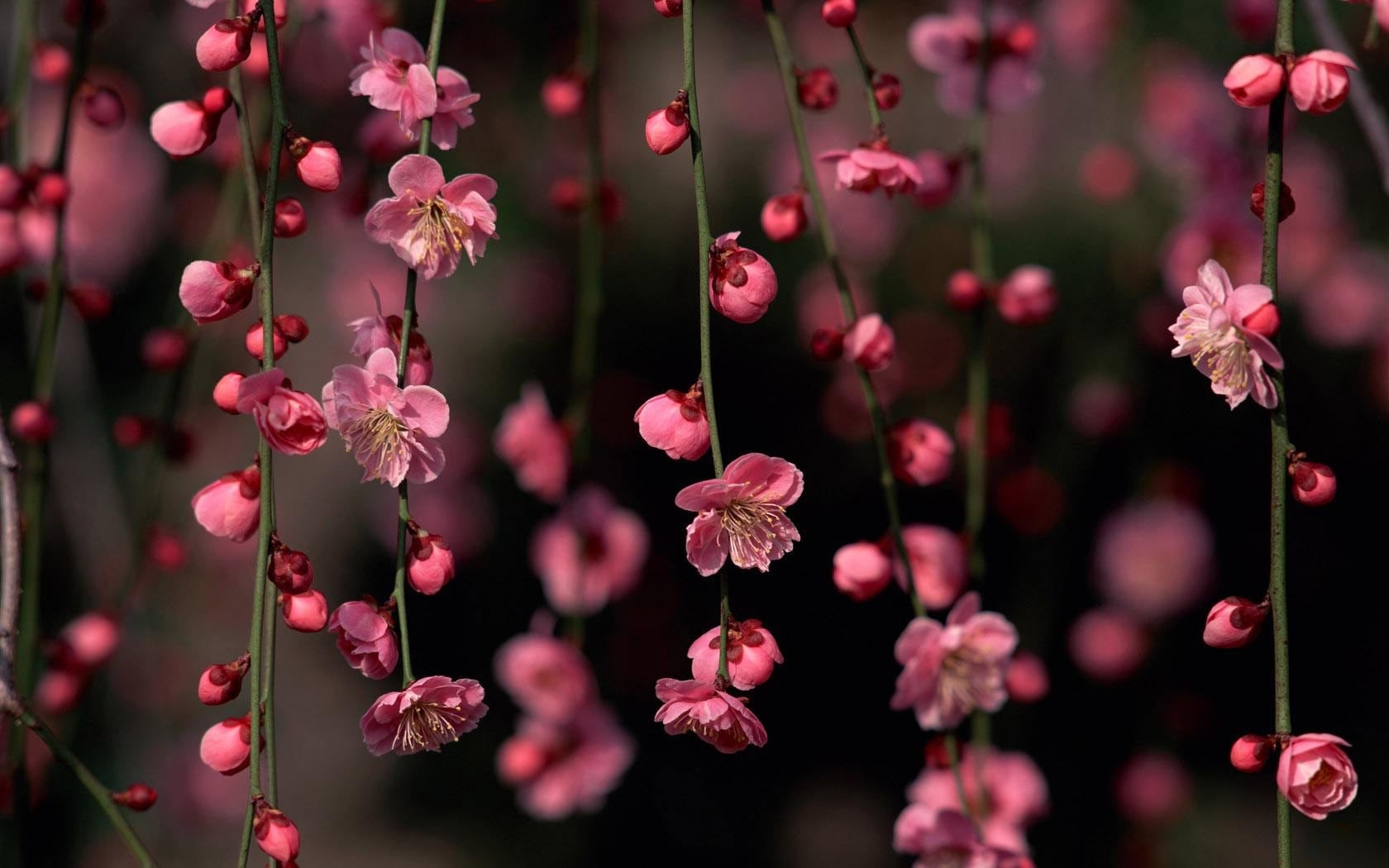spring flowers desktop wallpaper &amp; photos, new wallpapers | pink
