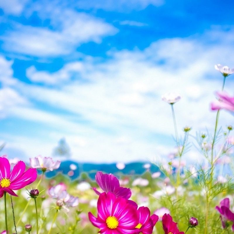 10 Most Popular Spring Wallpaper For Computers FULL HD 1080p For PC Desktop 2022 free download spring flowers wallpapers natures wallpapers pinterest spring 800x800