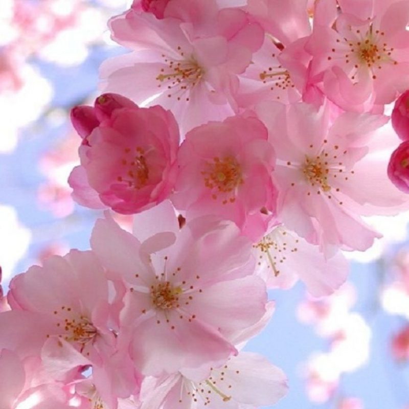 10 Top Free Spring Screensaver Pictures FULL HD 1920×1080 For PC Background 2022 free download spring wallpaper and screensavers free spring wallpaper and 800x800