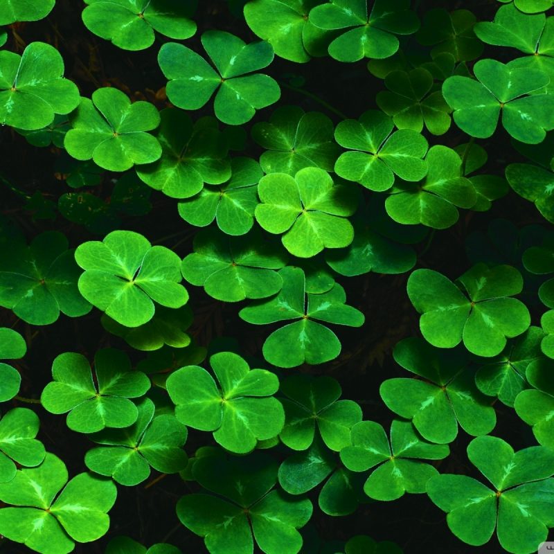 10 Latest St Patrick Day Backgrounds FULL HD 1080p For PC Background 2024 free download st paddys 2018 celebrations jd mcgillicuddys 1 800x800