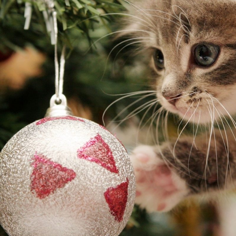 10 Best Cute Animal Christmas Wallpaper FULL HD 1080p For PC Background 2022 free download super cute christmas cat full hd wallpaper1080p cat pictures 800x800