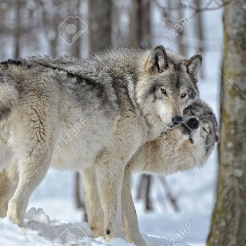 10 Most Popular Pictures Of A Timber Wolf FULL HD 1080p For PC Desktop 2023 free download temder moment betweeen male and female timber wolf in snow covered 800x800
