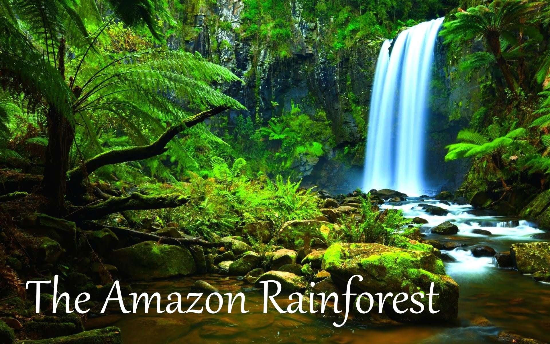 10 Top Pictures Of The Amazon Rainforest FULL HD 1920×1080 For PC Desktop
