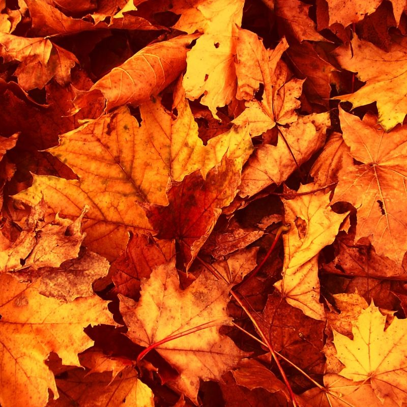 10 Most Popular Autumn Leaves Wallpaper Hd FULL HD 1920×1080 For PC Desktop 2023 free download the leaves fall to the earth with majesty and dignity signifying a 800x800