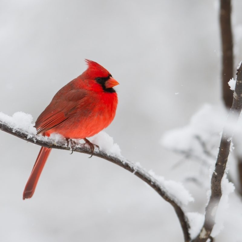 10 New Cardinal In Snow Pictures FULL HD 1080p For PC Desktop 2024 free download the storm roads end naturalist 800x800