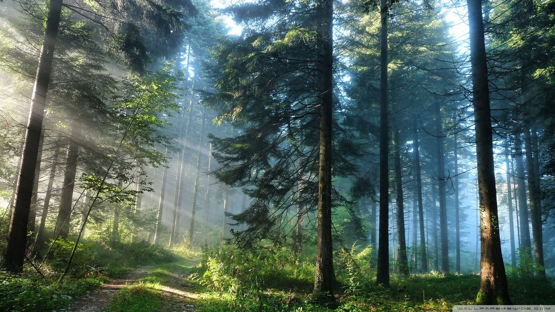 10 Latest Hd Forest Wallpapers 1080P FULL HD 1080p For PC Background