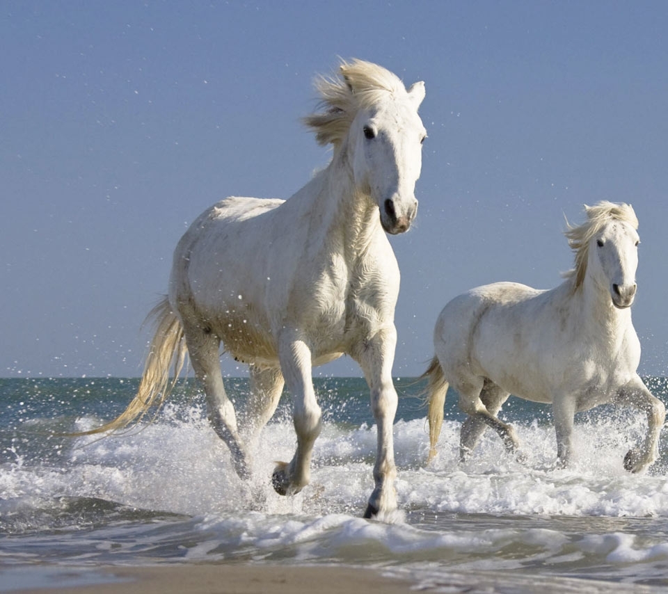 10 Latest Pictures Of White Horses Running FULL HD 1920×1080 For PC Background