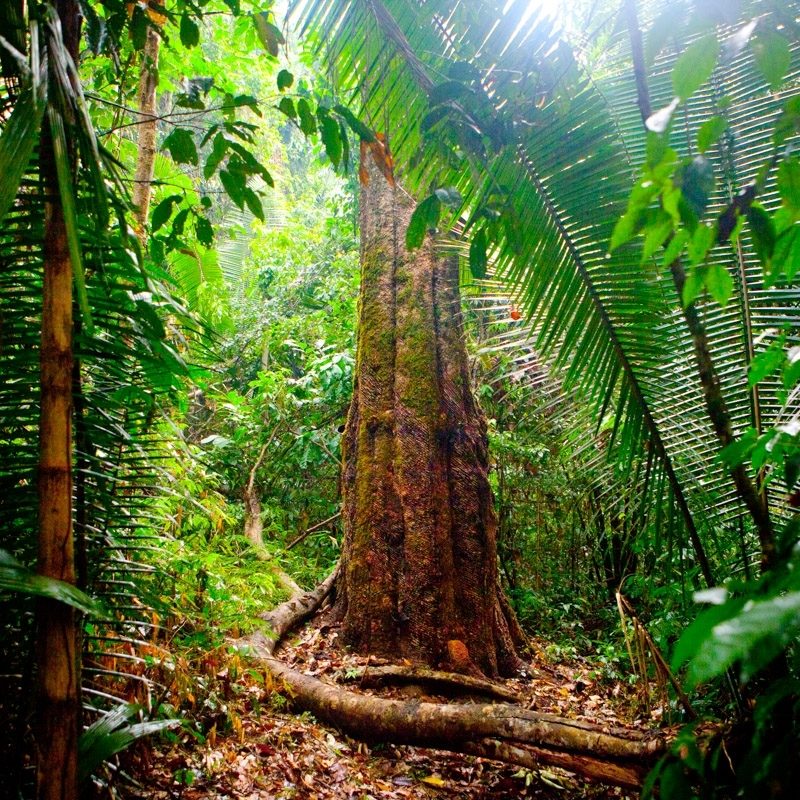 10 Latest Pictures Of Amazon Rainforest FULL HD 1080p For PC Background 2024 free download thirst for land in the amazon rainforest continues unabated 800x800