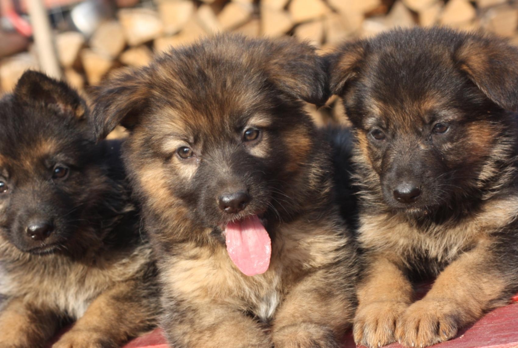 10 Most Popular German Shepherd Puppy Wallpaper FULL HD 1080p For PC