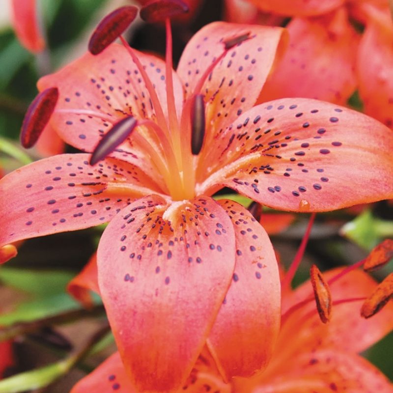 10 Most Popular Pictures Of Tiger Lilies FULL HD 1080p For PC Desktop 2023 free download tiger lilies red life tesselaar 1 800x800