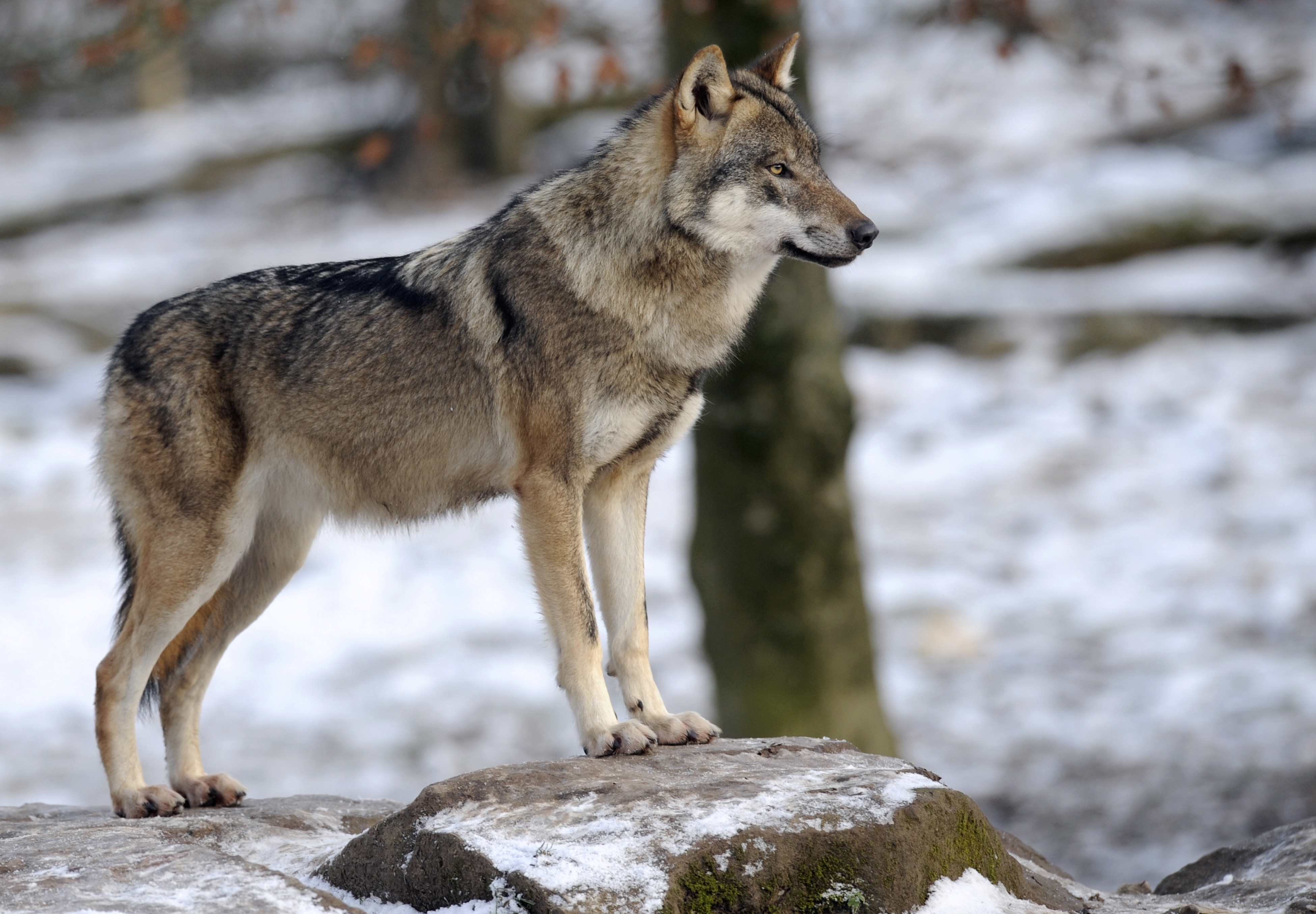 R wolf. Волк canis Lupus. Canis Lupus Campestris. Тундровый волк. Волк серый обыкновенный.
