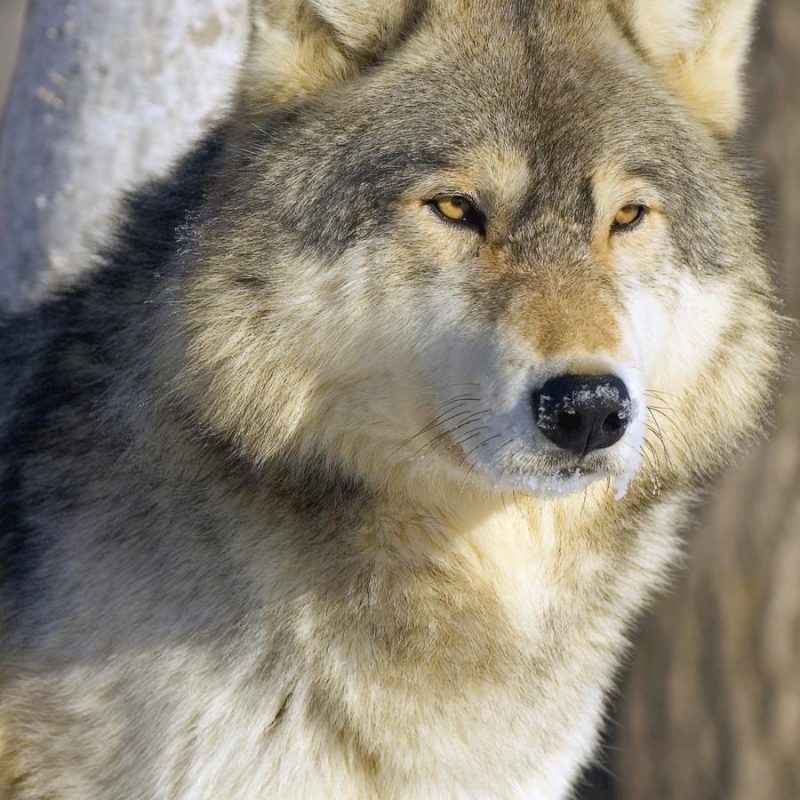 10 Most Popular Pictures Of A Timber Wolf FULL HD 1080p For PC Desktop 2022 free download timber wolf pacificstock canvas 800x800
