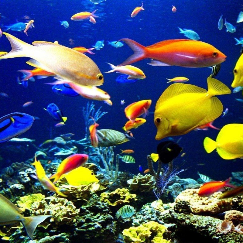 10 Best Tropical Fish Wallpaper Hd FULL HD 1080p For PC Desktop 2024 free download tropical fish backgrounds wallpaper cave 1 800x800