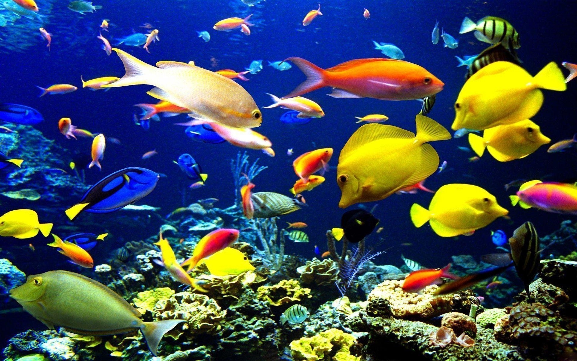 10 Latest Tropical Fishes Wallpapers Hd FULL HD 1080p For PC Desktop
