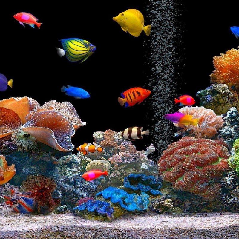 10 Most Popular Fish Backgrounds For Desktop FULL HD 1920×1080 For PC Background 2022 free download tropical fish backgrounds wallpaper cave 800x800