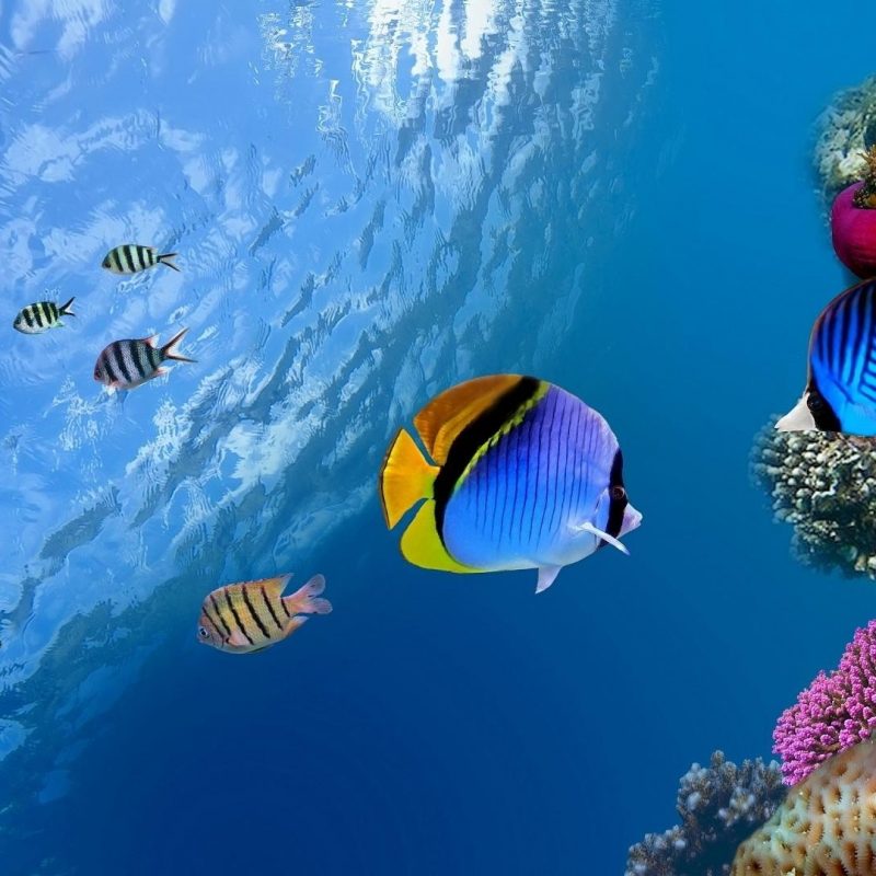 10 Best Tropical Fish Wallpaper Hd FULL HD 1080p For PC Desktop 2022 free download tropical fish wallpaper 134582 800x800