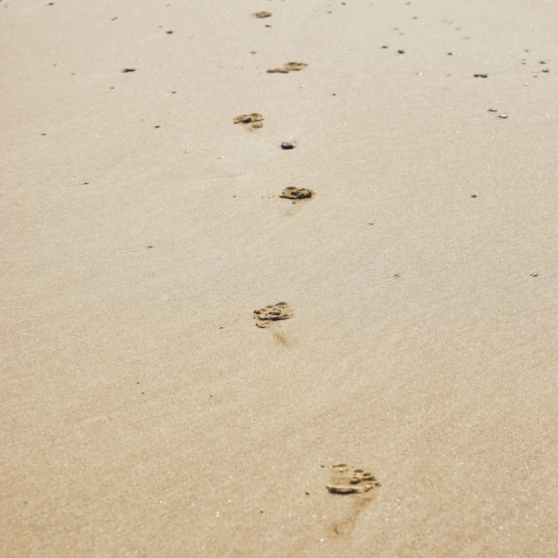 10 Best Footprints In The Sand Images Free FULL HD 1080p For PC Background 2022 free download two more free images of footprints in the sand www myfreetextures 800x800