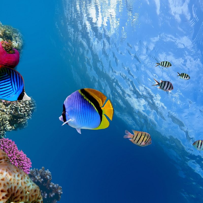 10 Latest Underwater Wallpaper Desktop Hd FULL HD 1920×1080 For PC Background 2022 free download %name