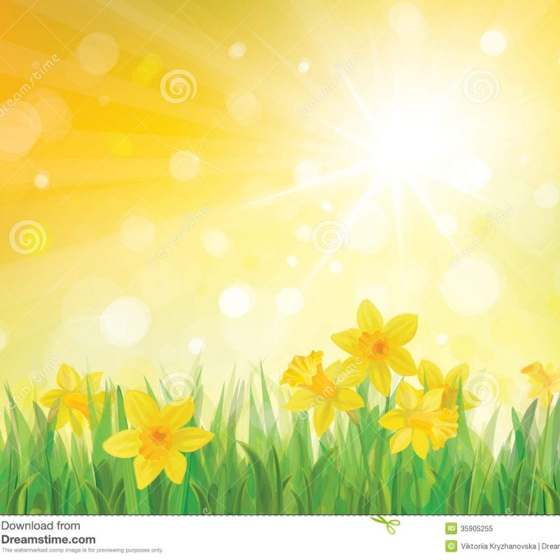 10 Best Free Spring Background Images FULL HD 1080p For PC Desktop 2023 free download vector of daffodil flowers on spring background stock vector 800x800