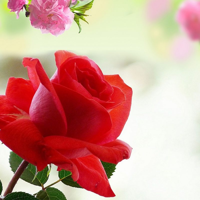 10 Most Popular Rose Flower Images Free Download Hd FULL HD 1080p For PC Background 2022 free download wallpaper for litecom hd desktop colorful rose flower images mobile 800x800