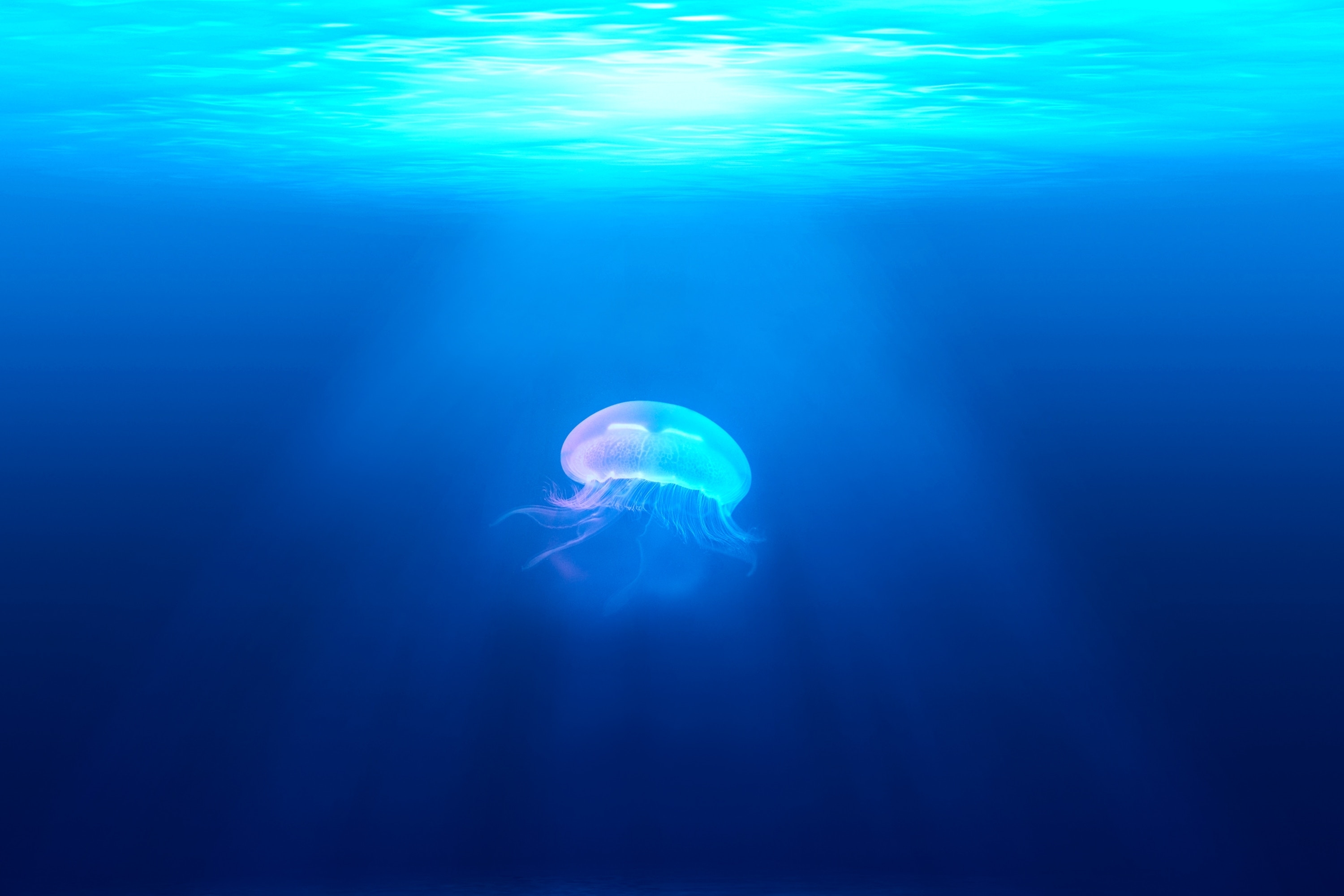 wallpaper jellyfish, underwater, hd, animals, #8714