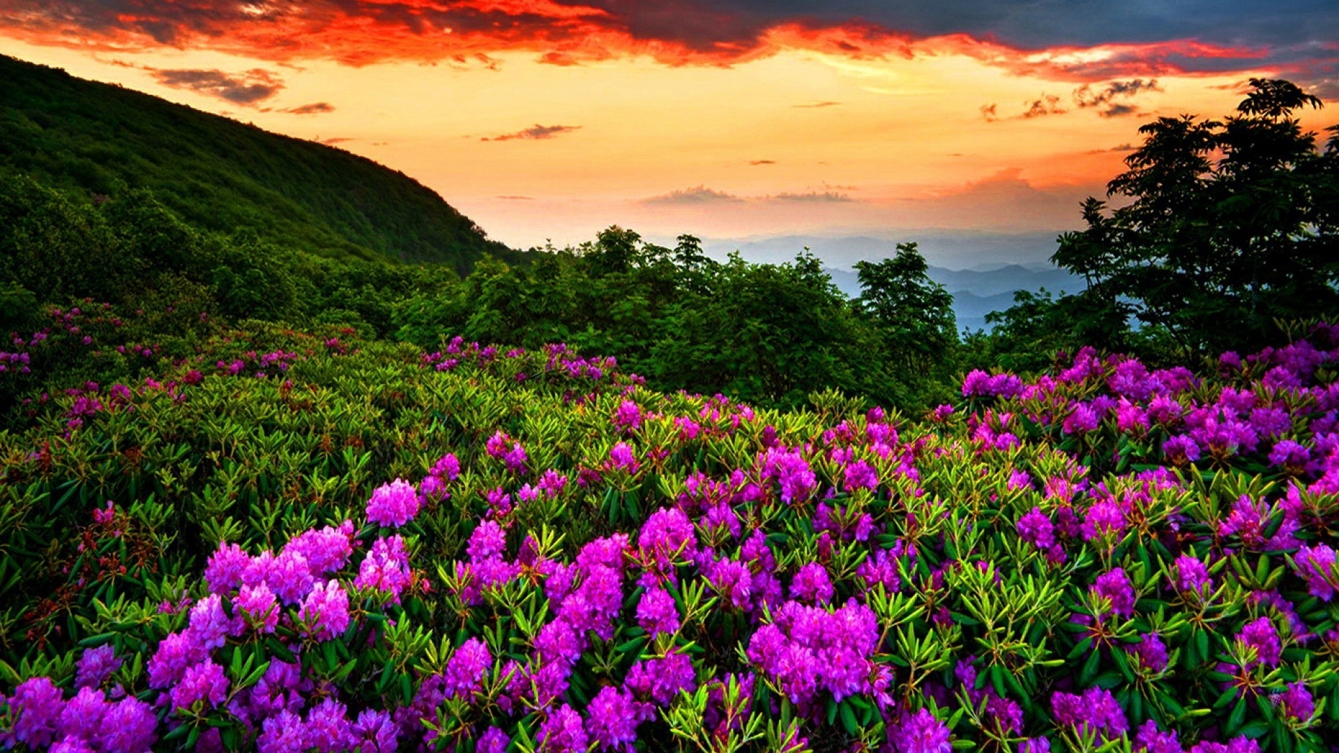 10 New Beautiful Nature Wallpaper Spring FULL HD 1080p For PC Desktop