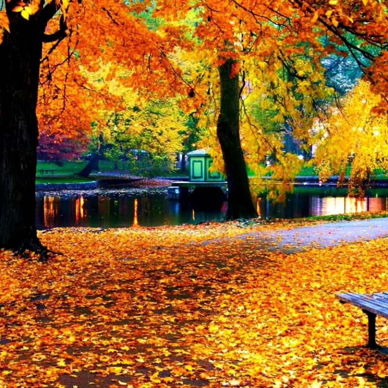 10 Most Popular Autumn Leaves Wallpaper Hd FULL HD 1920×1080 For PC Desktop 2023 free download wallpapers collection autumn leaves wallpapers 1 800x800