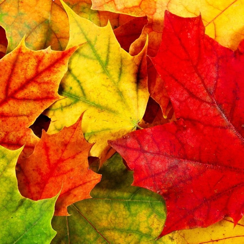 10 Most Popular Autumn Leaves Wallpaper Hd FULL HD 1920×1080 For PC Desktop 2023 free download wallpapers collection autumn leaves wallpapers 800x800