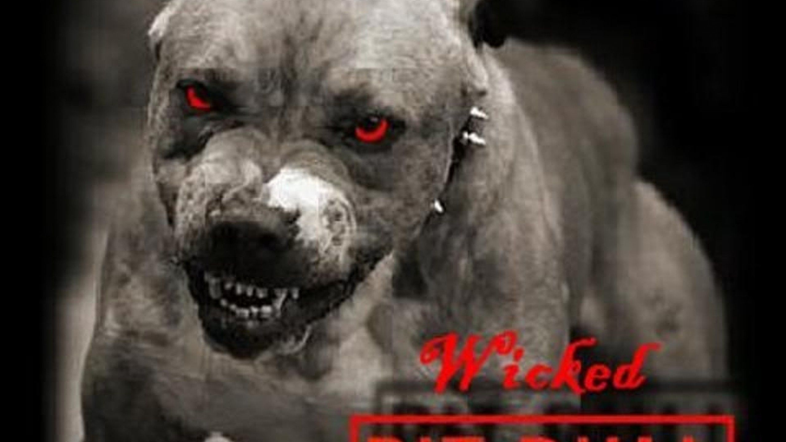 wallpapers dog pitbull homepage 2560x1440 | #325071 #dog pitbull