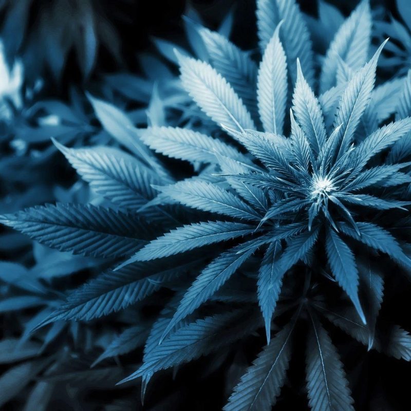 10 Latest Weed Wallpaper Hd Desktop FULL HD 1920×1080 For PC Desktop 2022 free download weed wallpapers desktop wallpaper cave 800x800