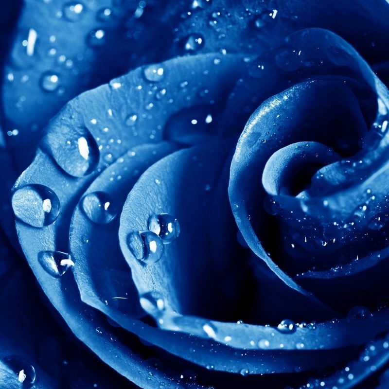 10 New Blue Rose Wallpaper Hd FULL HD 1080p For PC Desktop 2022 free download wet drops blue rose wallpapers hd wallpapers id 11840 800x800