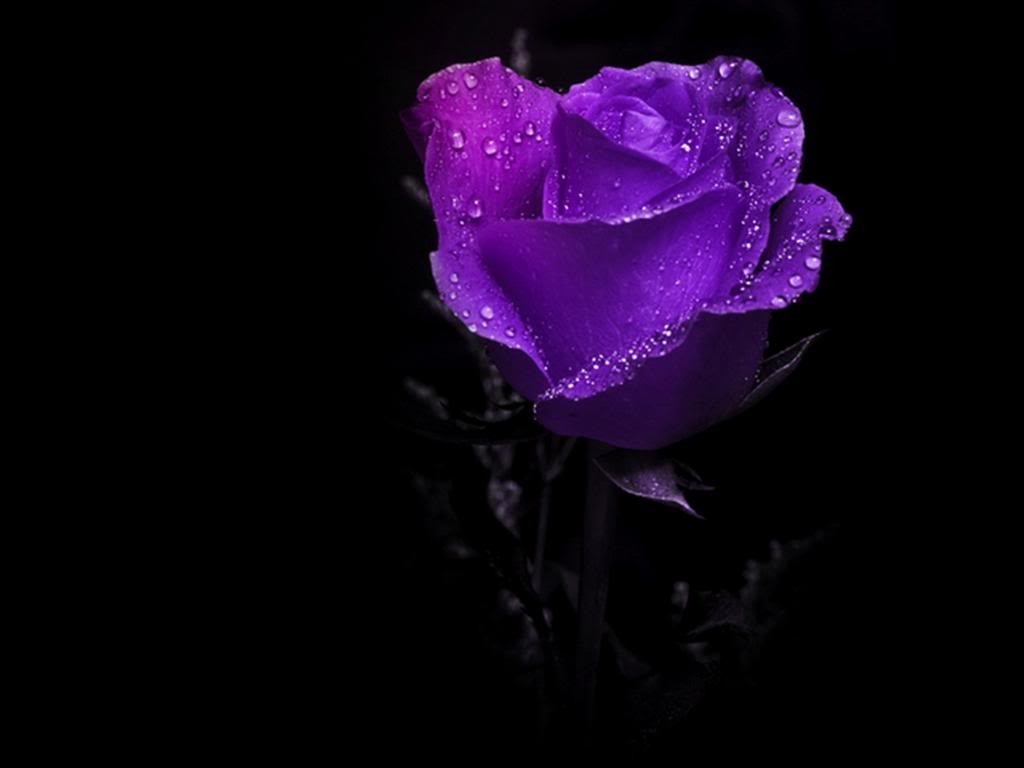 wet purple rose. [desktop wallpaper 1024x768] | plants desktop wp's